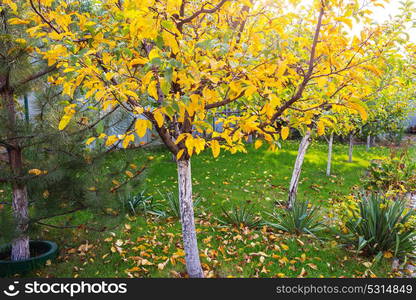 Orange autumn garden