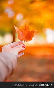 Orange autumn leaf in the hand