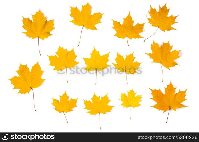 Orange autumn maple leaves. Set of orange autumn maple leaves isolated over white background