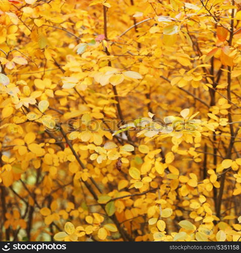 Orange autumn tree background close up