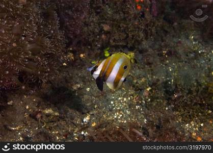 Orange-banded coralfish swimming underwater, Papua New Guinea