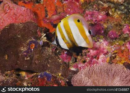 Orange-banded Coralfish swimming underwater, Papua New Guinea