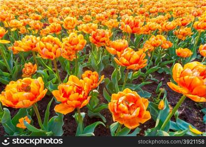 Orange beautiful tulips field close up