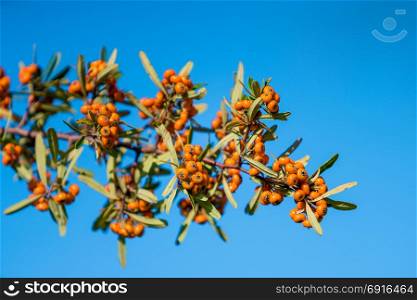 Orange Berries. Pyracantha