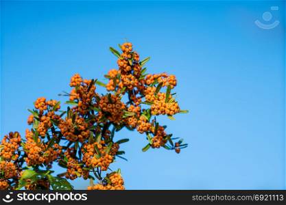 Orange Berries. Pyracantha