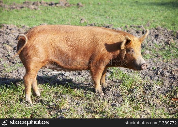 orange brown pig stands in dirt of meadow and enjoys sunshine