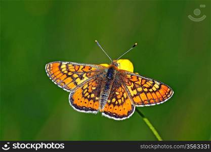 orange butterfly amongst green herb