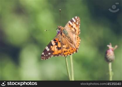 Orange butterfly of the species Vanessa Cardui in green environment
