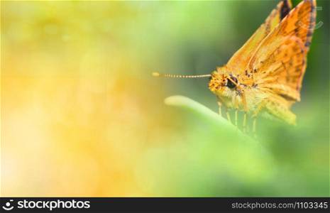 orange butterfly on green plant beautiful nature green and yellow background