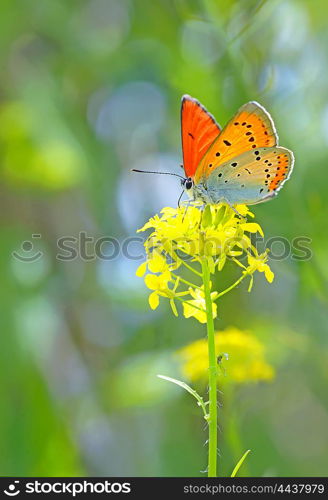 Orange butterfly on summer flower