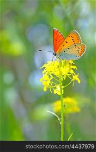 Orange butterfly on summer flower