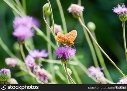Orange butterfly posed on mauve flowers . Orange butterfly posed on mauve flowers background in the region of Trentino-Alto Adige