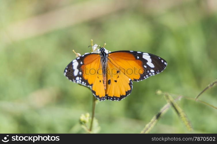 Orange butterfly resting on a flower