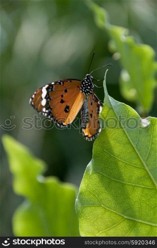 Orange butterfly resting on a leaf