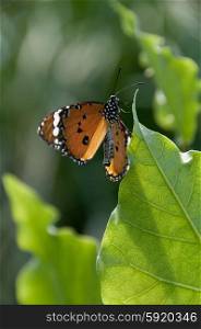 Orange butterfly resting on a leaf