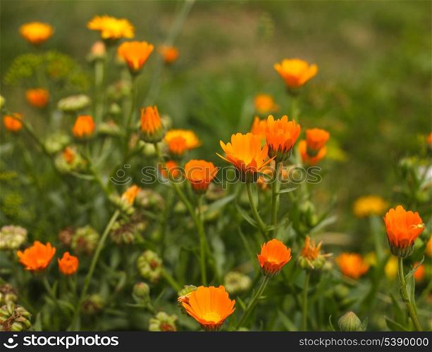 Orange calendula in the field close up
