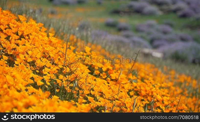 Orange California poppies with purple Royal Lupine in the background