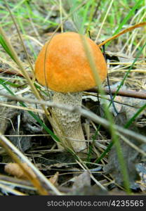 orange-cap boletus in the autumn forest