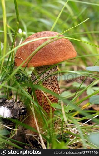 Orange-cap boletus mushroom in the grass