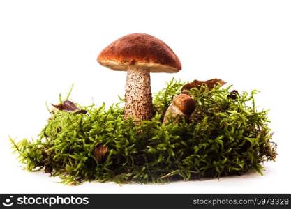 Orange-cap boletus mushrooms over the white background. Orange-cap boletus mushrooms