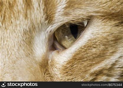 Orange cat close up eyes and snout