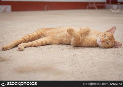Orange cat sleeps on the concrete floor