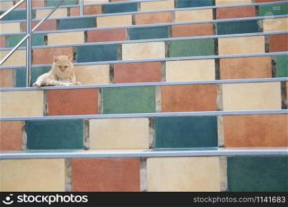 orange cat tabby feline lying resting relaxing on stairs stairstep
