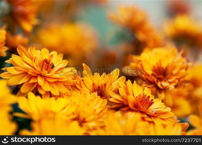 Orange chrysanthemum flowers bloom in an autumn garden.. Orange Chrysanthemum Flowers