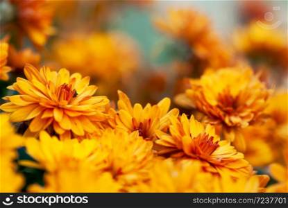 Orange chrysanthemum flowers bloom in an autumn garden.. Orange Chrysanthemum Flowers