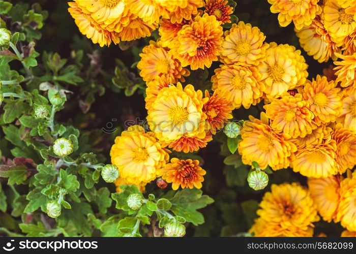 Orange chrysanthemum flowers close up on the bush