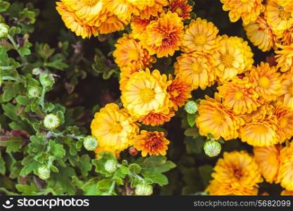 Orange chrysanthemum flowers close up on the bush