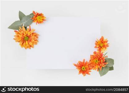 orange chrysanthemum flowers decorated paper white background