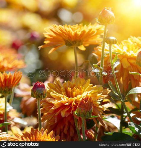 Orange chrysanthemum flowers lit by the morning sun.