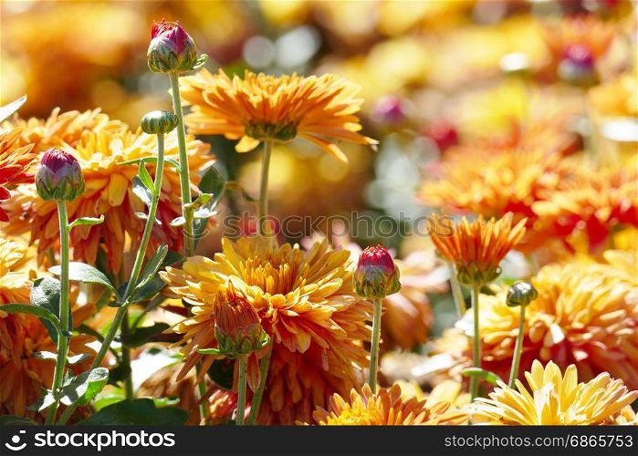 Orange chrysanthemums on a flower bed