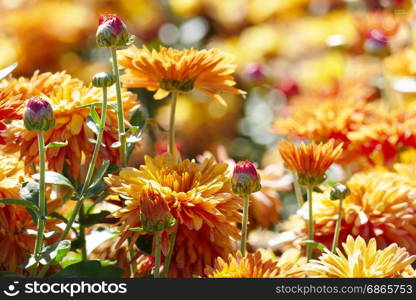 Orange chrysanthemums on a flower bed