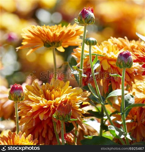 Orange chrysanthemums on a flower bed with a blurred background.