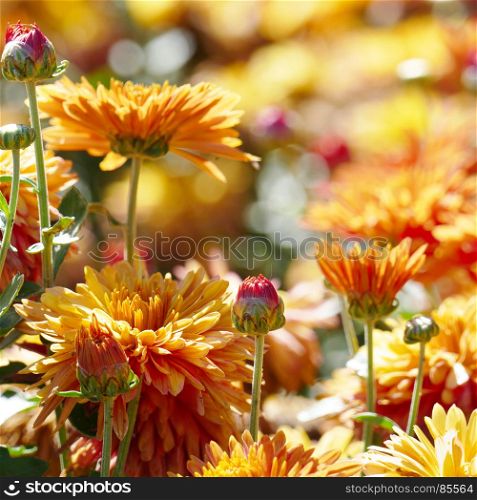 Orange chrysanthemums on flower bed with a blurred background.