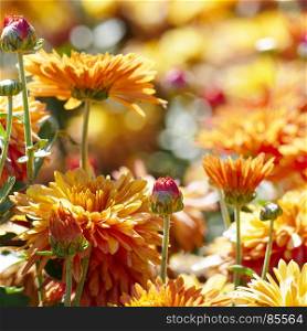 Orange chrysanthemums on flower bed with a blurred background.