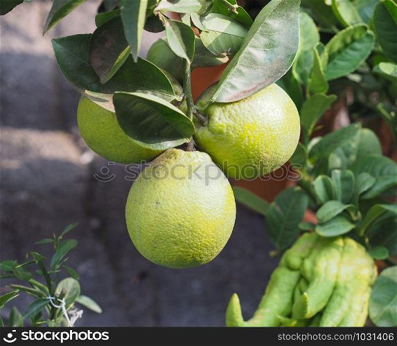 Orange (Citrus Sinensis) plant with green fruits. Orange (Citrus Sinensis) plant with fruit