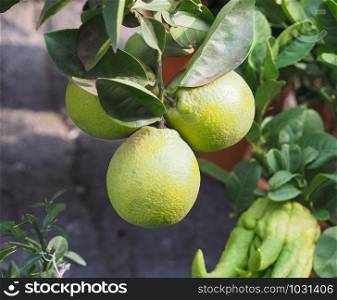 Orange (Citrus Sinensis) plant with green fruits. Orange (Citrus Sinensis) plant with fruit