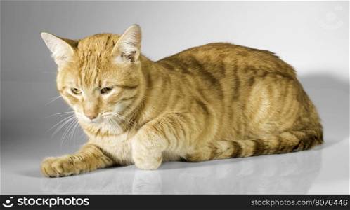 Orange color cat on white background