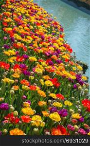 Orange color tulip flowers bloom in the garden