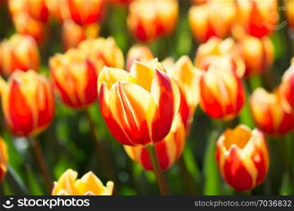 Orange color tulip flowers bloom in the garden