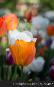 Orange color tulip flowers in the garden. Orange color tulip flowers bloom in the garden