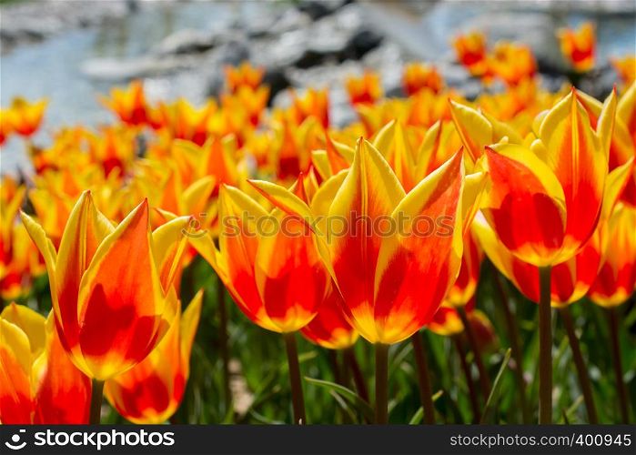 Orange color Tulips Bloom in Spring in garden