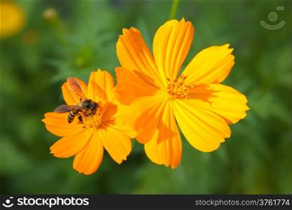 Orange cosmea flower with bee