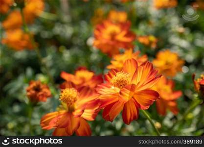 Orange Cosmos flowers in the garden with blur background