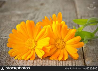 orange daisy flowers on the old plank