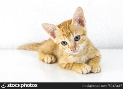 Orange domestic kitten sitting isolated
