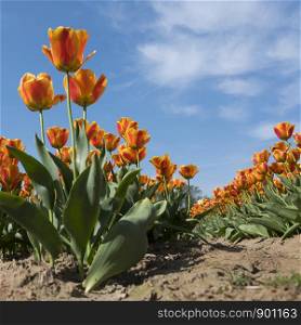 orange dutch tulips and blue sky in the netherlands on square image